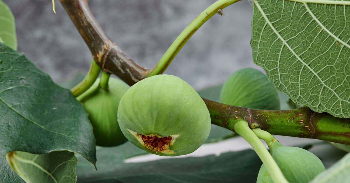 Propagating Fig Tree Cuttings StepbyStep Guide