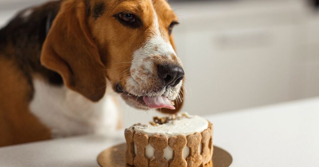 The World of Dog-Friendly Frosting
