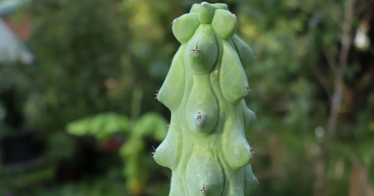 Boobie Cactus