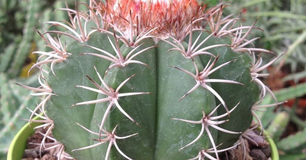 Dwarf Turks Cap Cactus