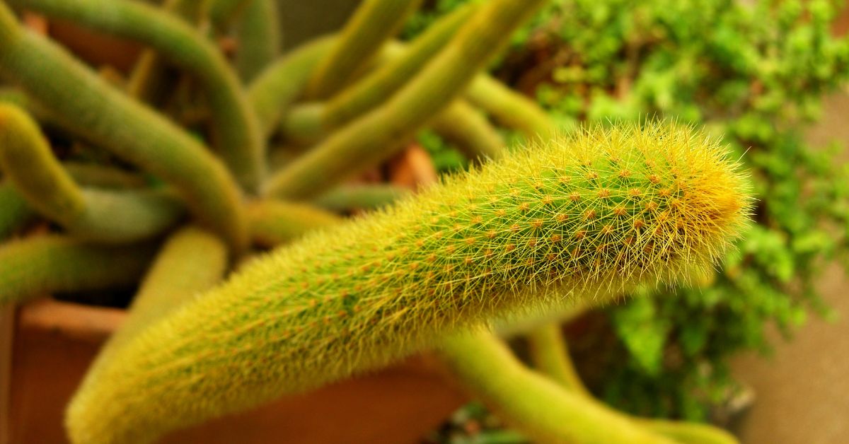 Monkey Tail Cactus