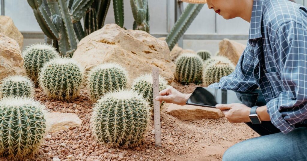 Propagating the cactus