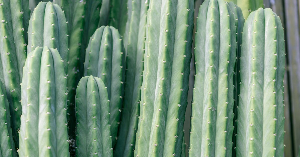 Totem Pole Cactus