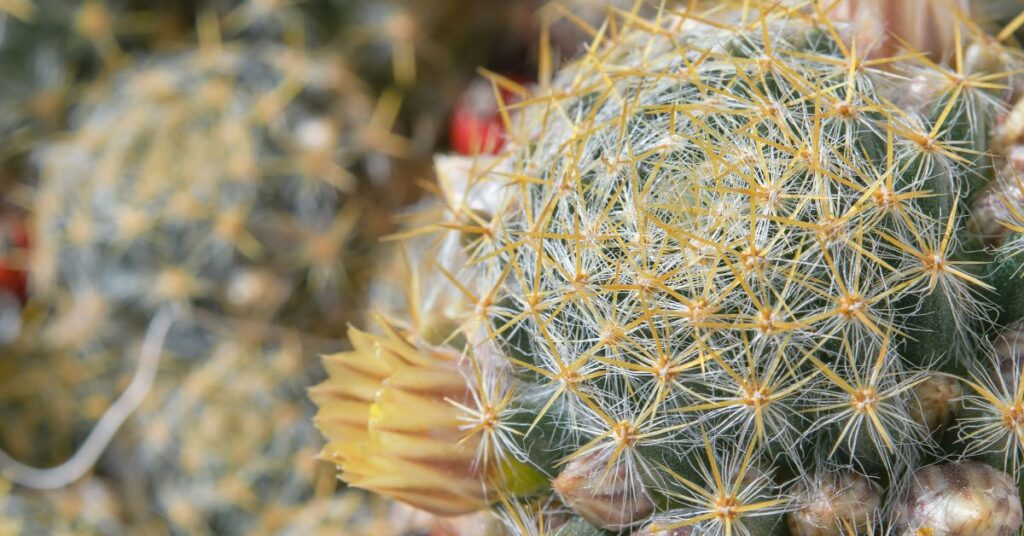 Woolly nipple cactus