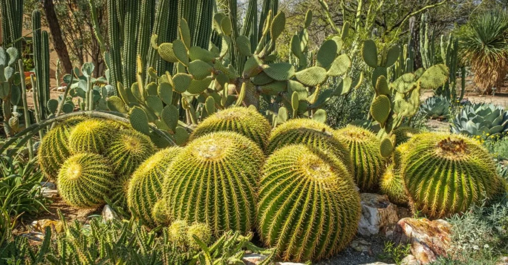 Cactus as Vegetable