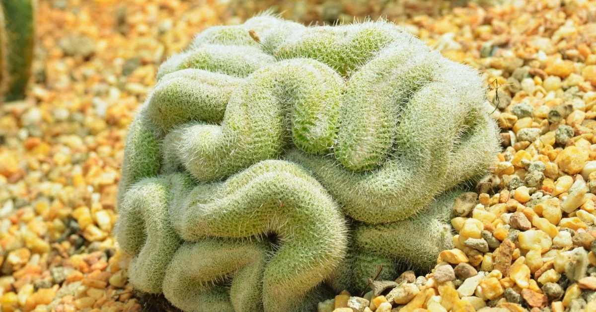 brain cactus