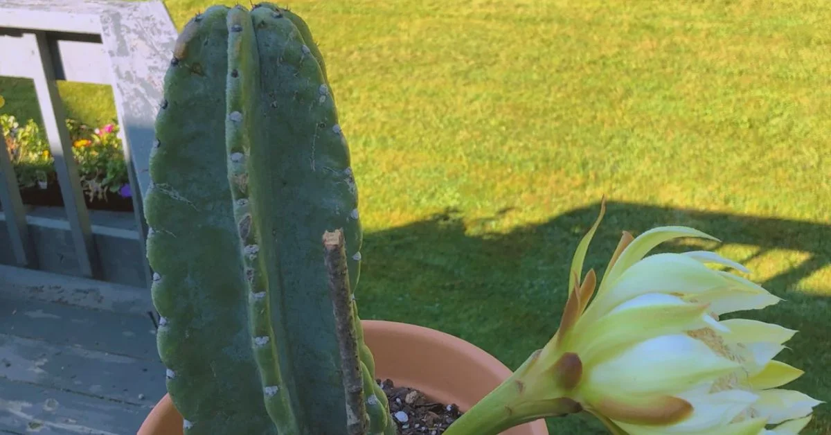 peruvian apple cactus