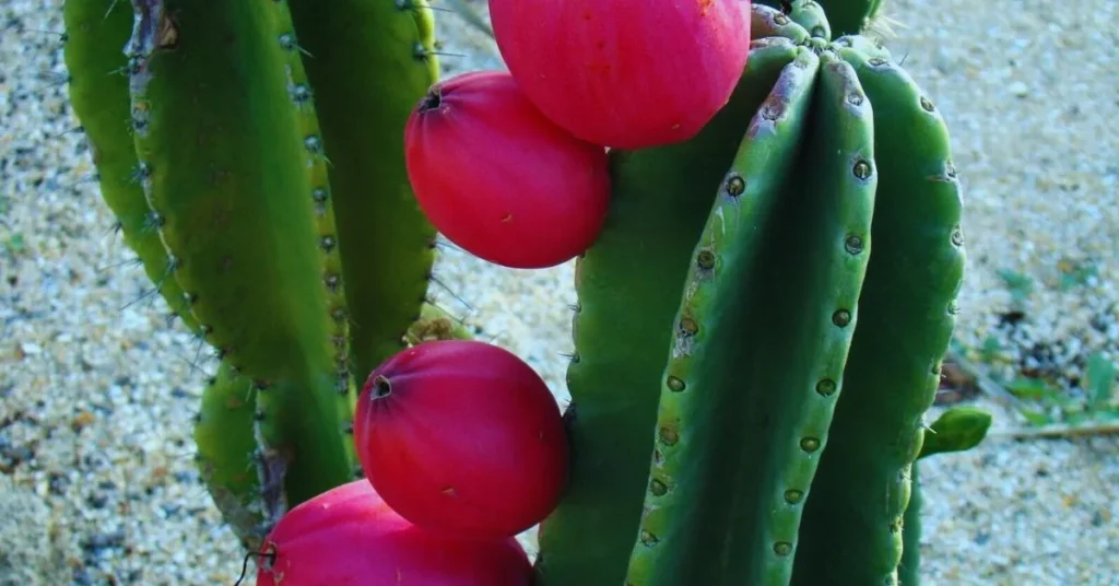 peruvian apple cactus fruit