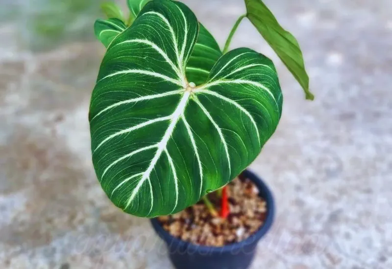 Philodendron Gloriosum