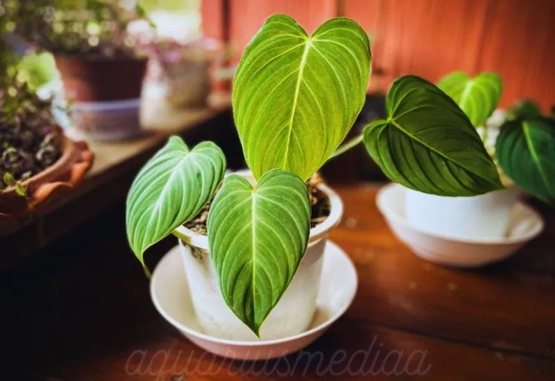 Pruning Philodendron Gloriosum