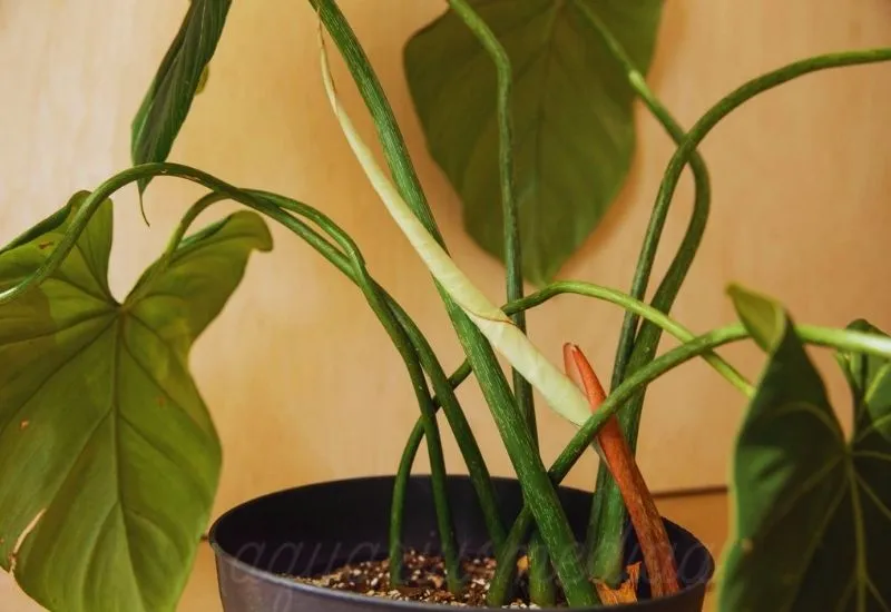 Repotting Philodendron Gloriosum