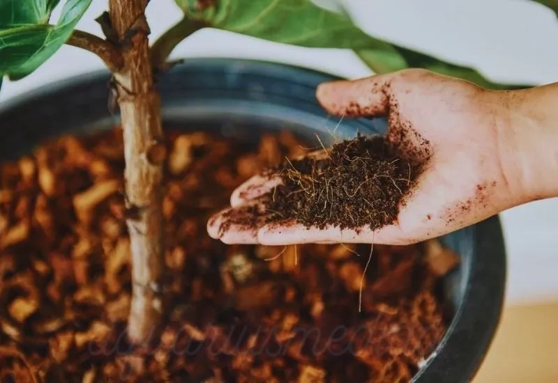 soil Philodendron Gloriosum