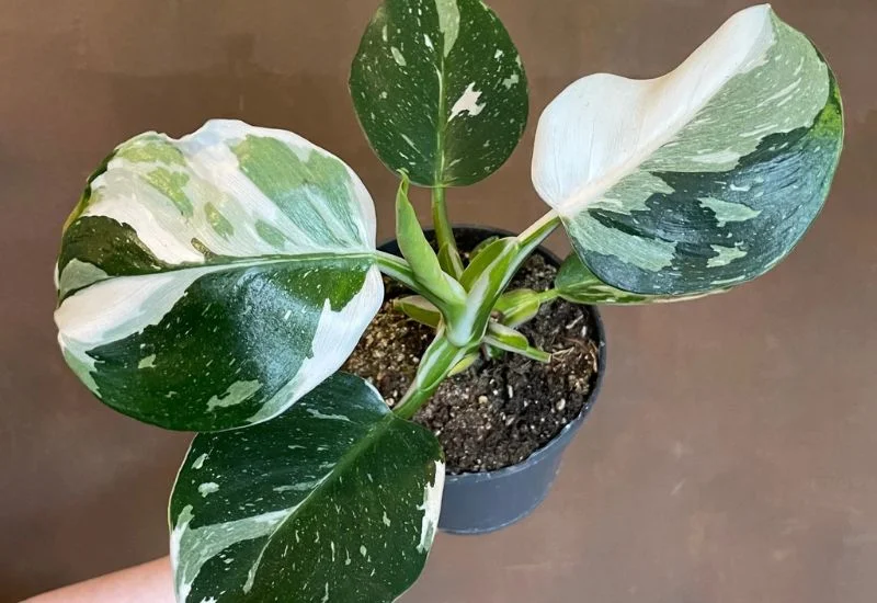 Varieties & Similar Plants White Wizard Philodendron