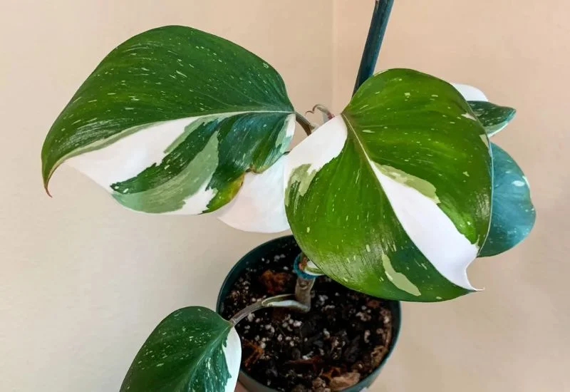 White Wizard Philodendron