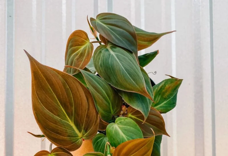 philodendron Micans