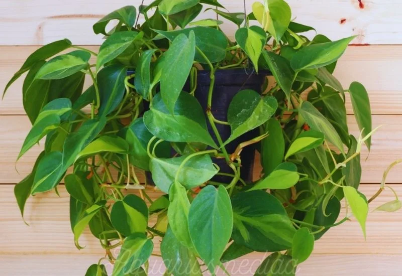 Benefits of philodendron brasil