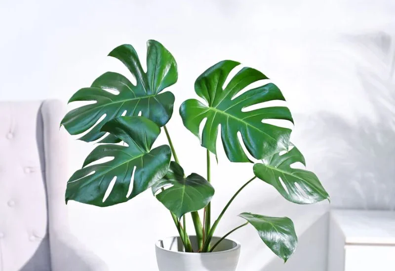 Monstera Deliciosa