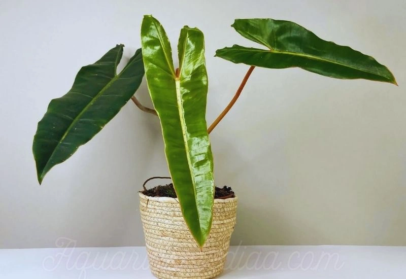 Philodendron  common problems