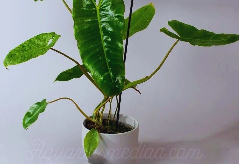 Philodendron Billietiae varities