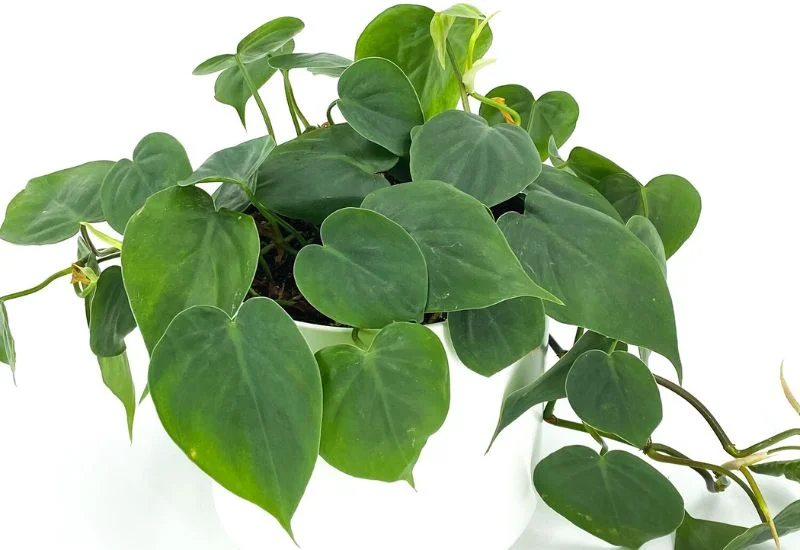 Philodendron Cordatum propagation