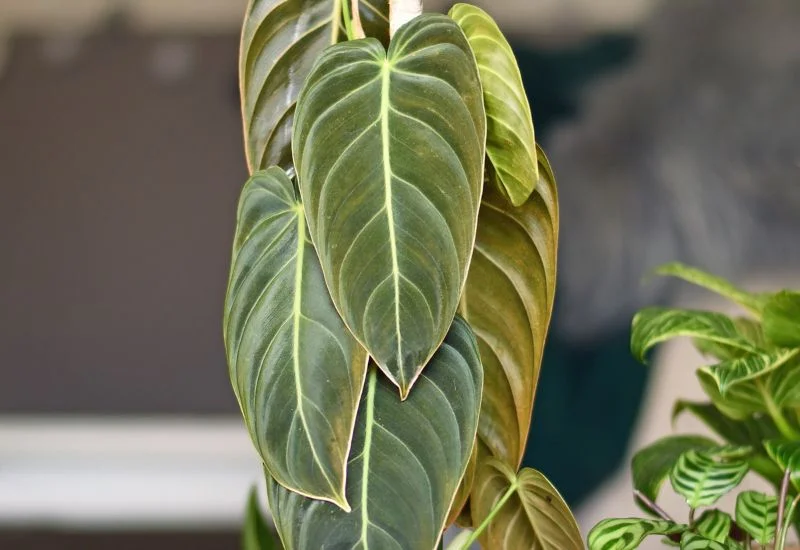 Philodendron Melanochrysum propagation