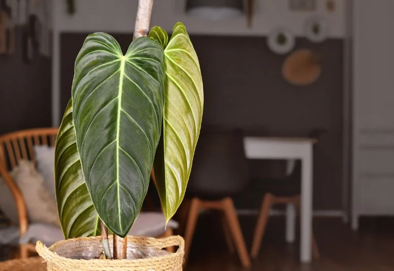 Philodendron Melanochrysum