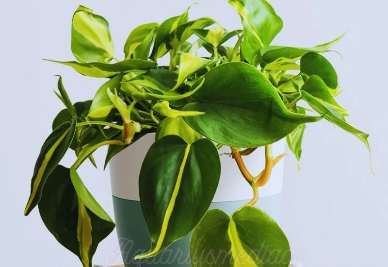 Pot philodendron brasil