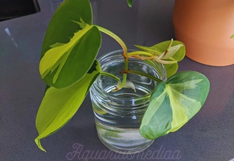 Watering of philodendron brasil