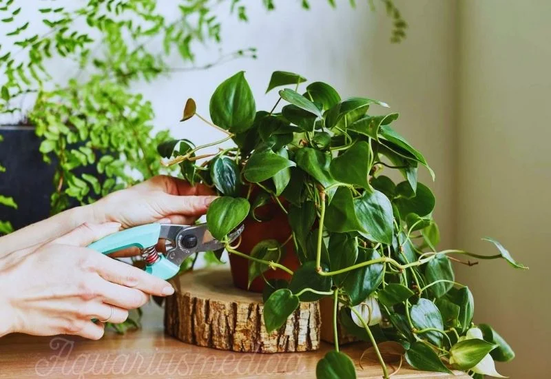 philodendron brasil Propagation