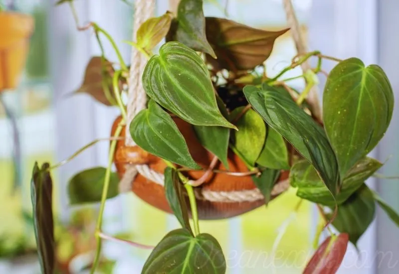 philodendron micans