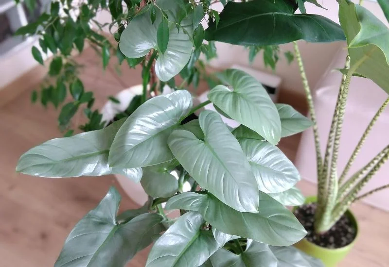 silver sword philodendron