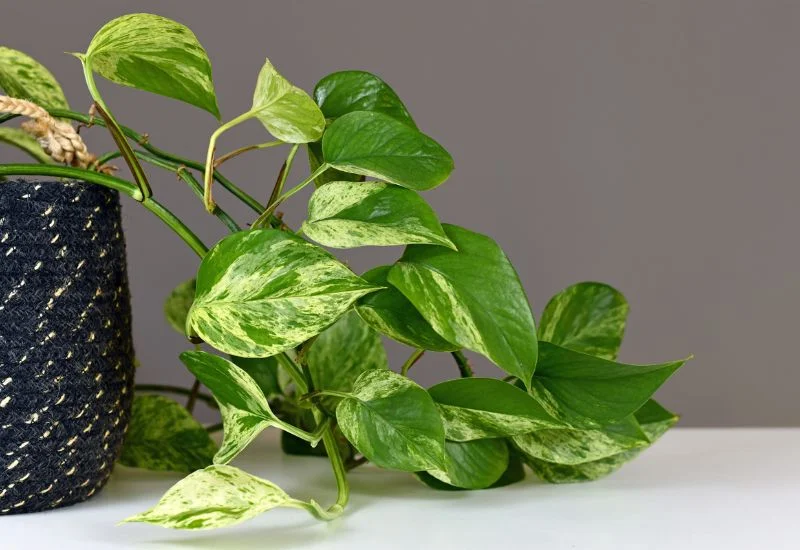 Pothos Propagation