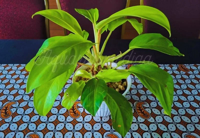 Philodendron Moonlight