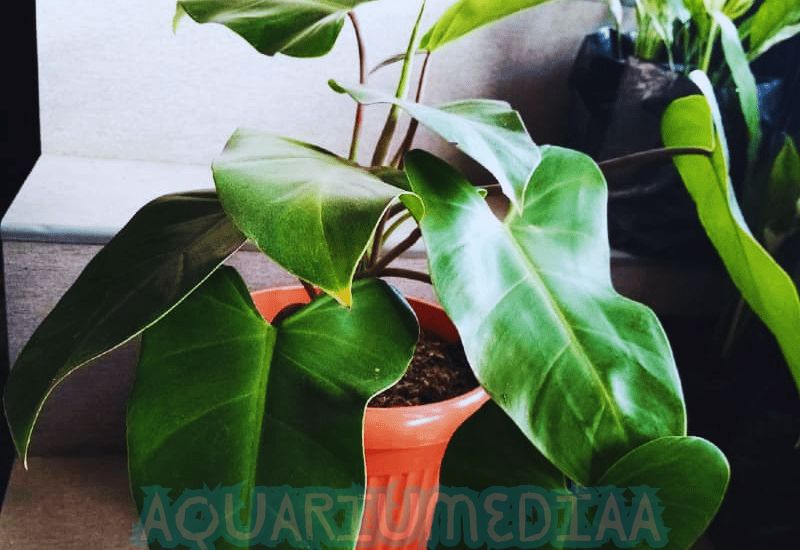 Blush Philodendron