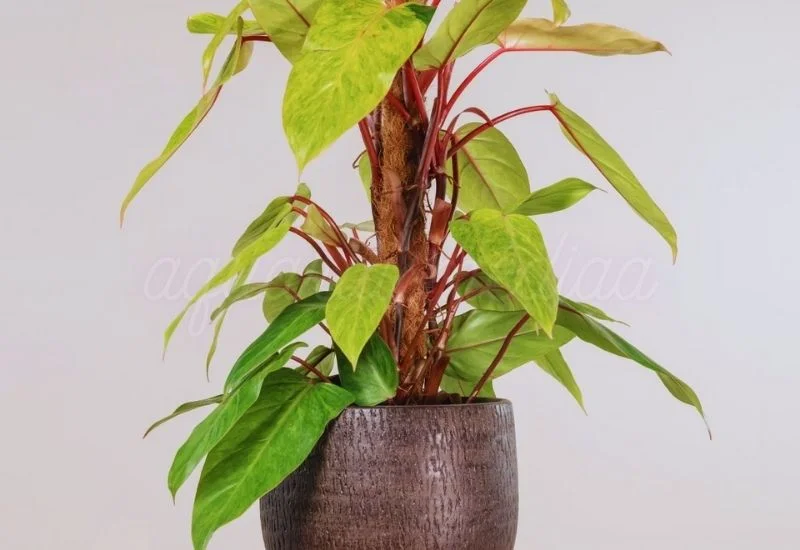 Painted Lady Philodendron