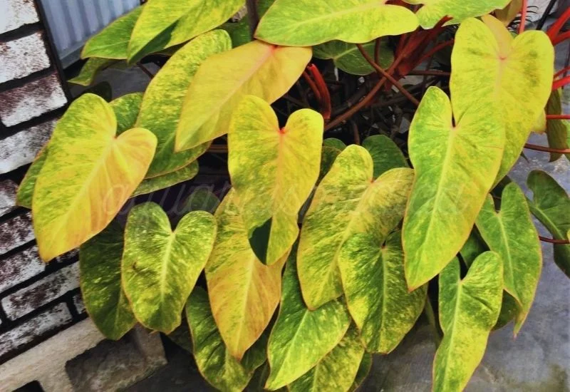 Painted Lady Philodendron