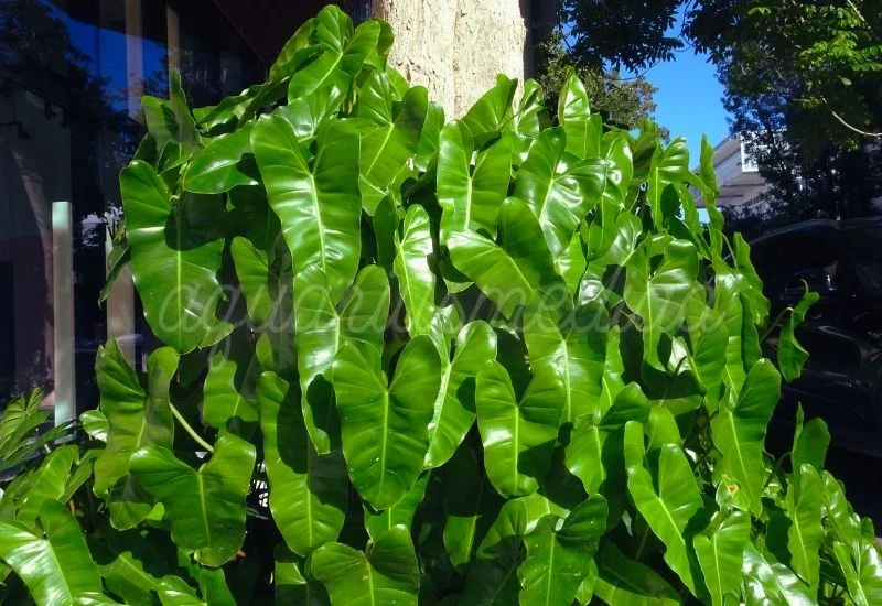 Philodendron Burle Marx