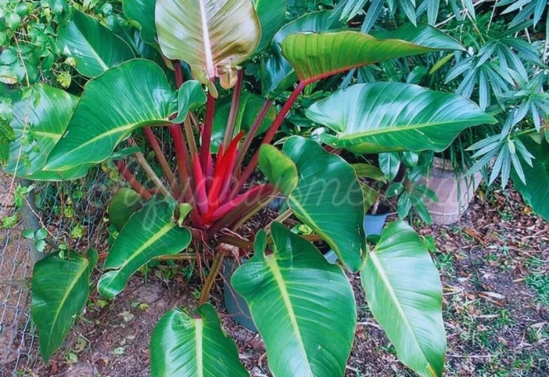 Philodendron Erubescens