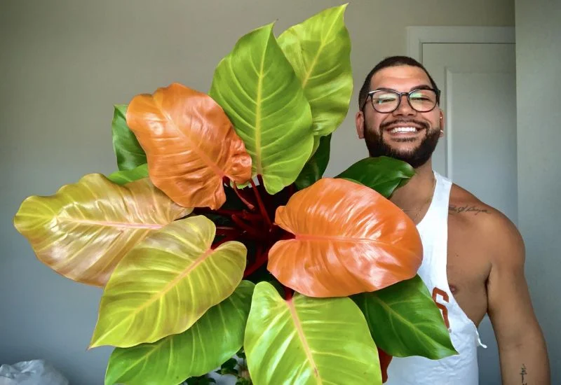 Philodendron Prince of Orange