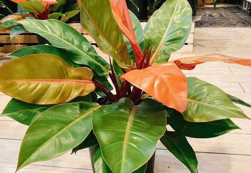 Philodendron Prince of Orange CARE