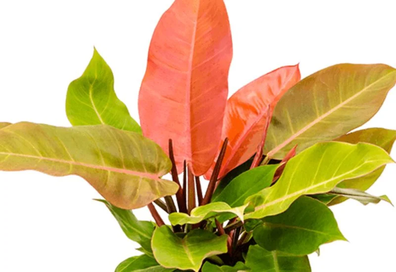 Philodendron Prince of Orange SOIL