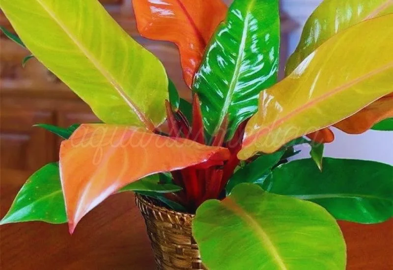 Philodendron Prince of Orange