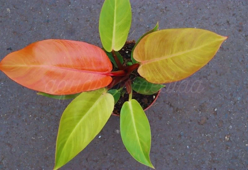 Philodendron Prince of Orange