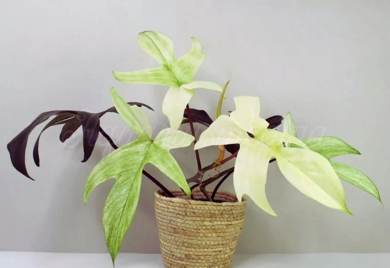 Philodendron florida ghost