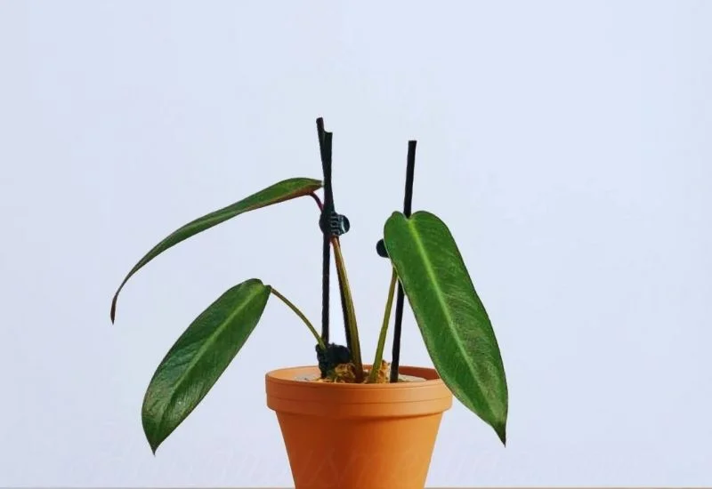 Philodendron spiritus-sancti 