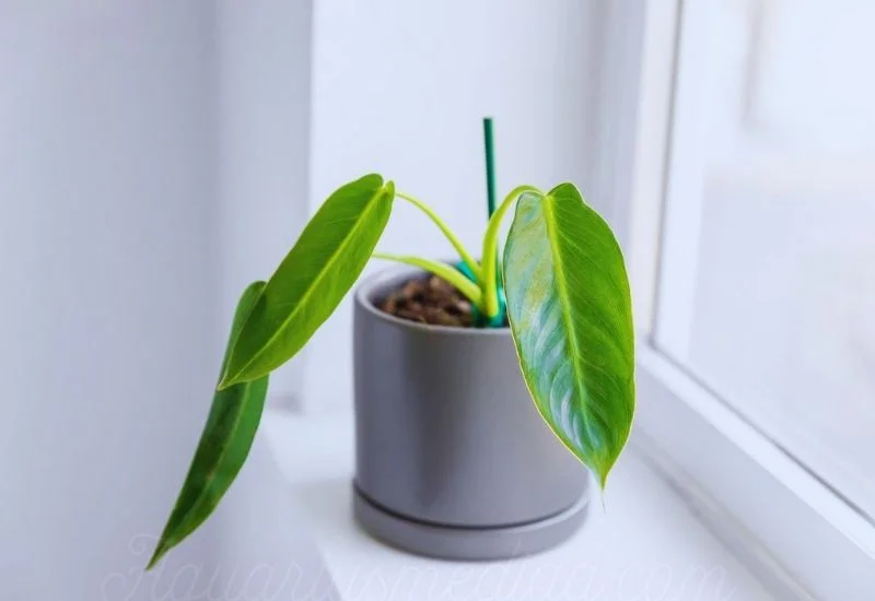 Philodendron spiritus-sancti