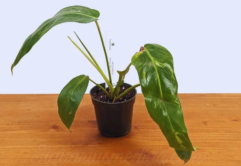 Philodendron spiritus-sancti 