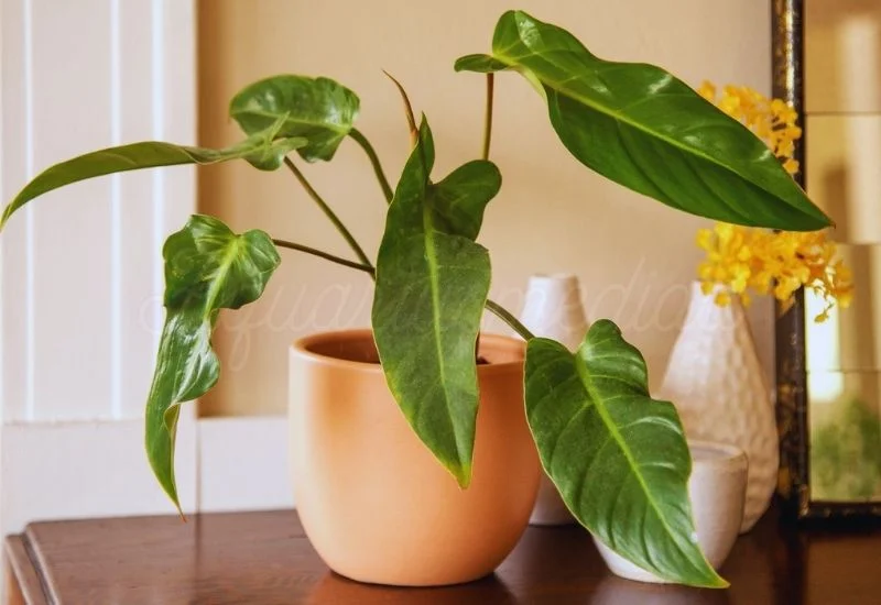 Philodendron