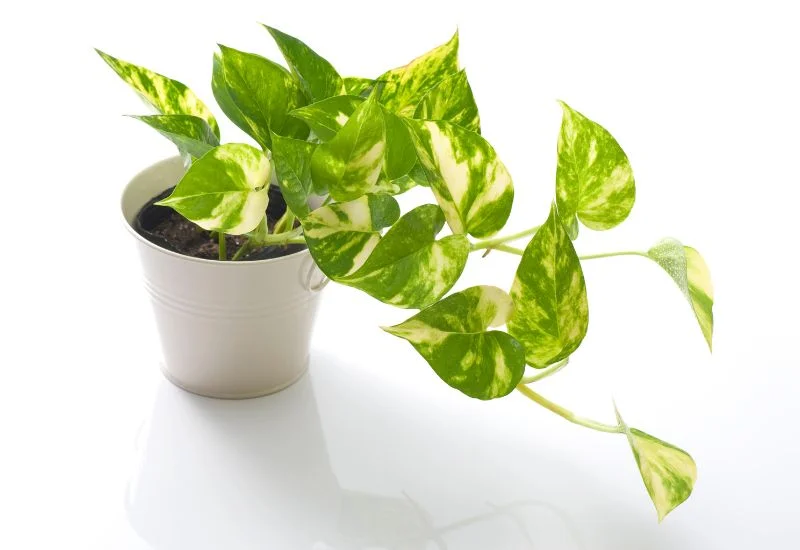 Pothos