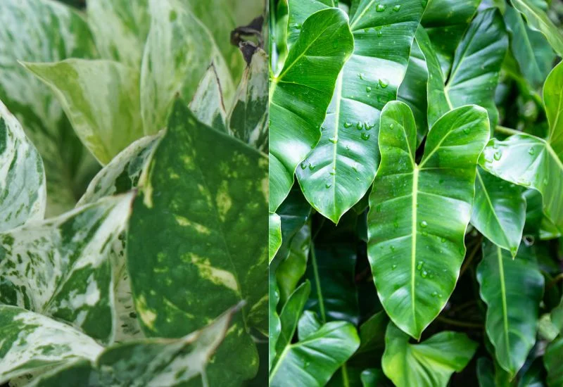 Pothos vs Philodendron